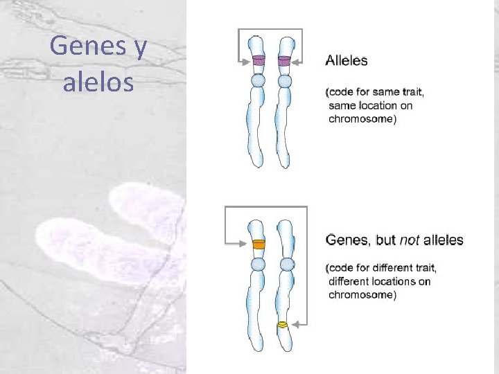 Genes y alelos 