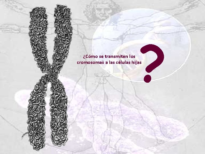? ¿Cómo se transmiten los cromosomas a las células hijas 