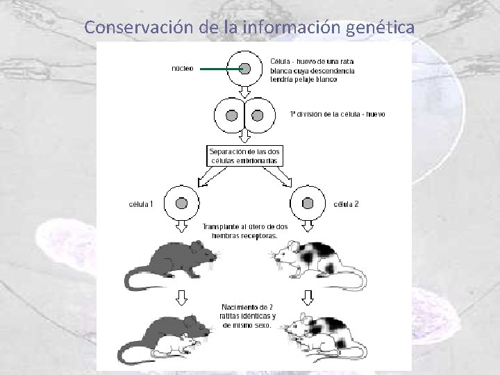 Conservación de la información genética 