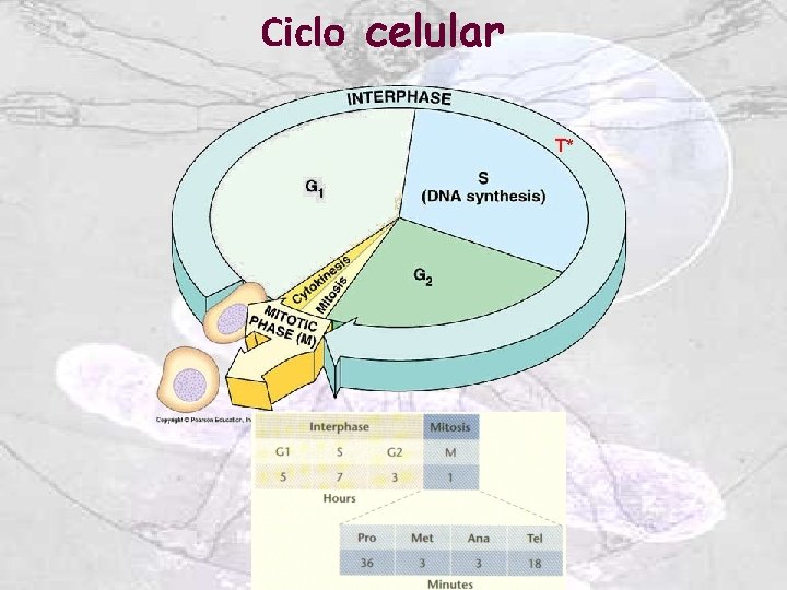 Ciclo celular 