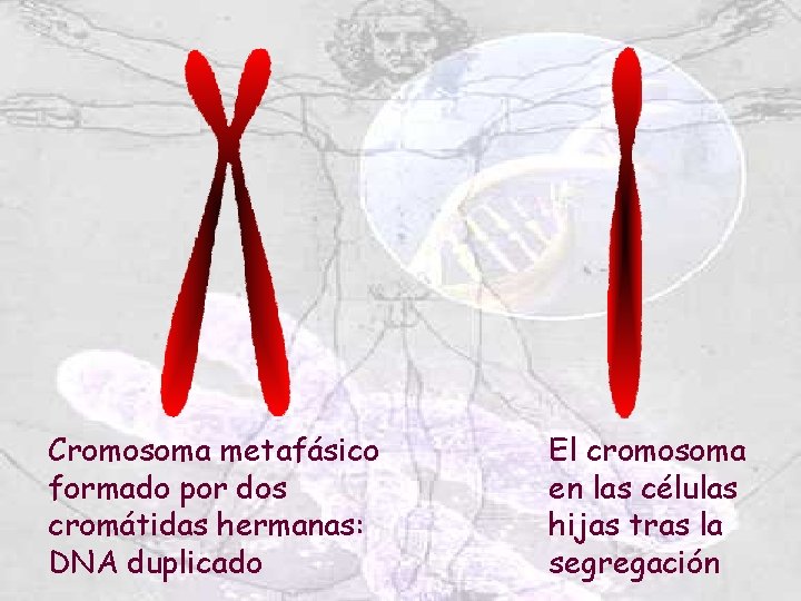 Cromosoma metafásico formado por dos cromátidas hermanas: DNA duplicado El cromosoma en las células