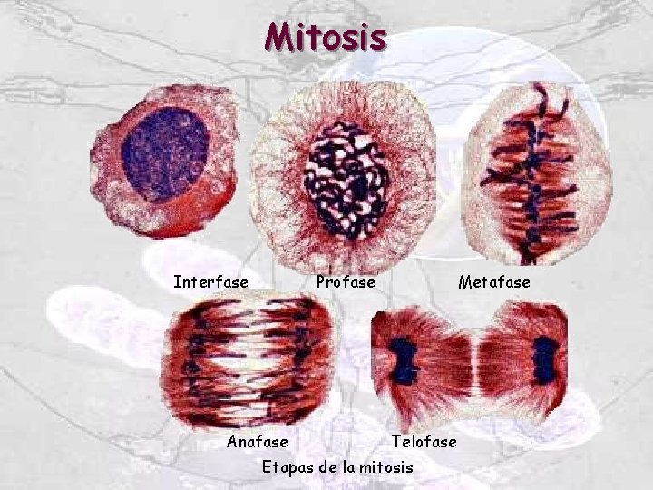 Mitosis Interfase Profase Anafase Metafase Telofase Etapas de la mitosis 