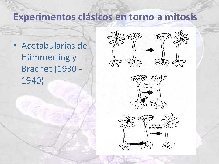 Experimentos clásicos en torno a mitosis • Acetabularias de Hämmerling y Brachet (1930 1940)