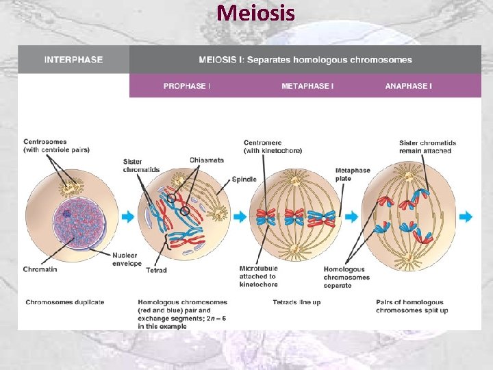 Meiosis 