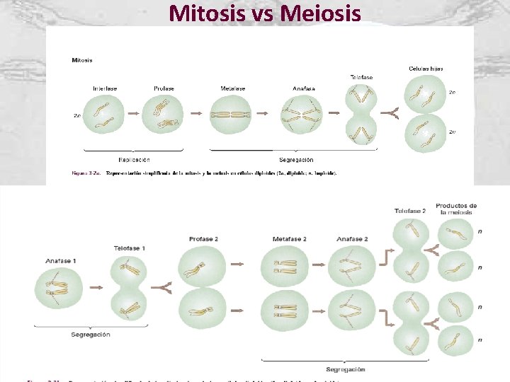 Mitosis vs Meiosis 