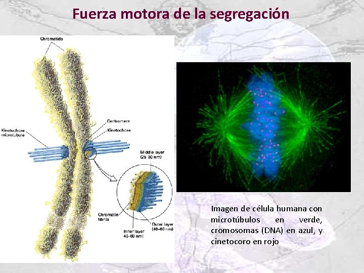 Fuerza motora de la segregación Imagen de célula humana con microtúbulos en verde, cromosomas