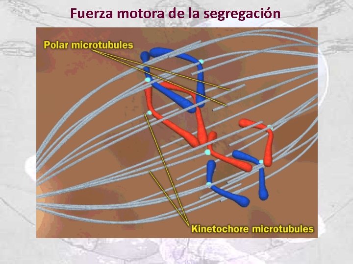 Fuerza motora de la segregación 