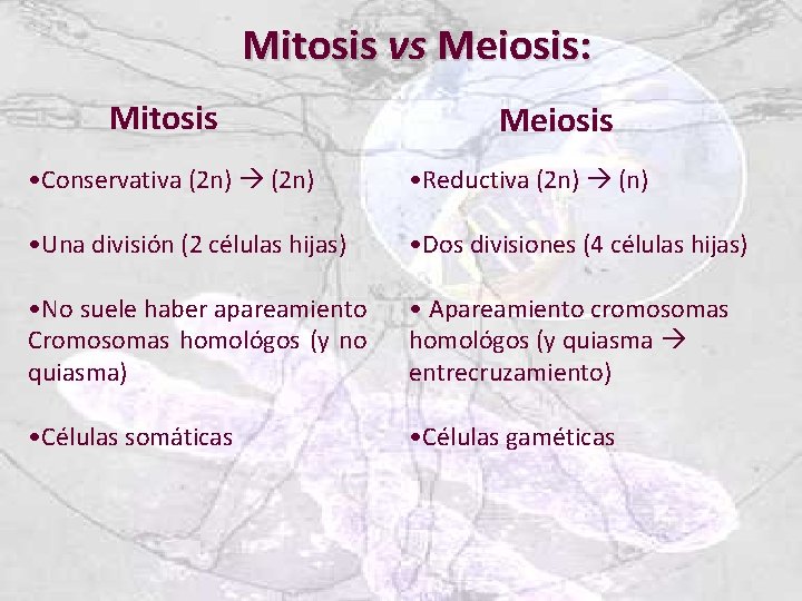 Mitosis vs Meiosis: Mitosis Meiosis • Conservativa (2 n) • Reductiva (2 n) (n)