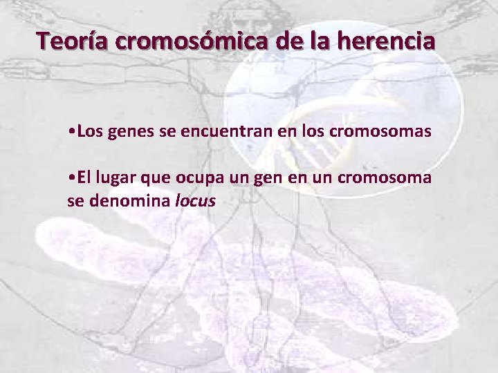 Teoría cromosómica de la herencia • Los genes se encuentran en los cromosomas •