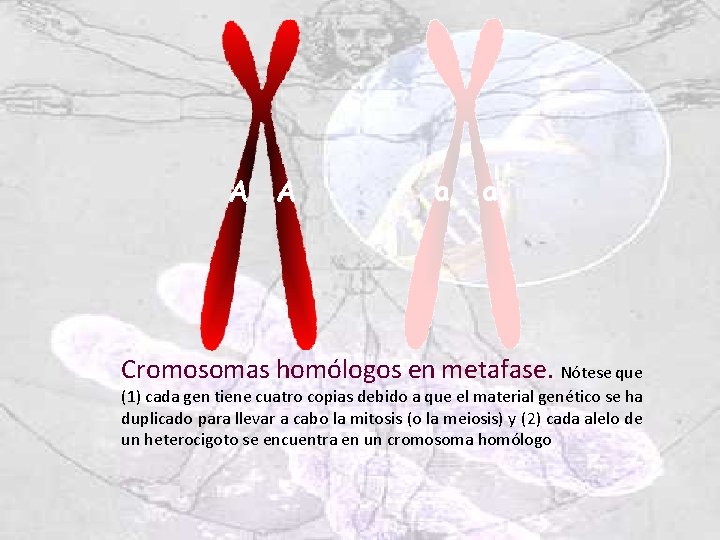 A A a a Cromosomas homólogos en metafase. Nótese que (1) cada gen tiene