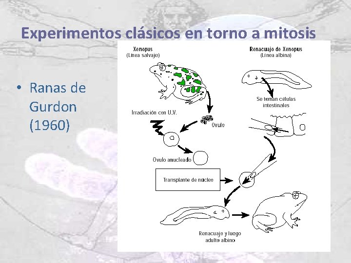 Experimentos clásicos en torno a mitosis • Ranas de Gurdon (1960) 