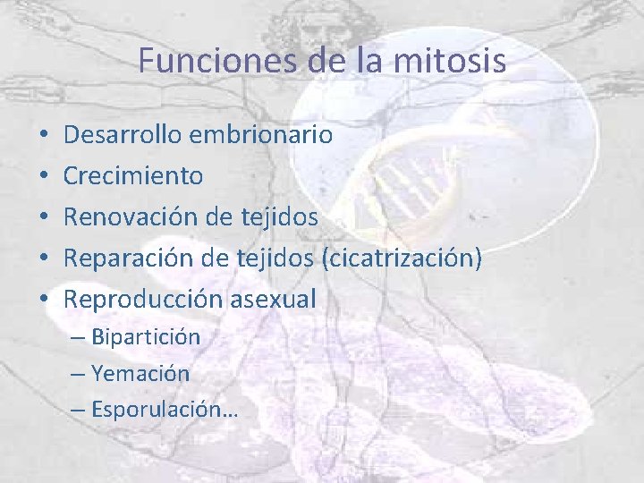 Funciones de la mitosis • • • Desarrollo embrionario Crecimiento Renovación de tejidos Reparación