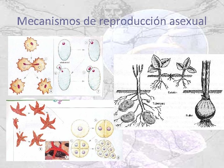Mecanismos de reproducción asexual 