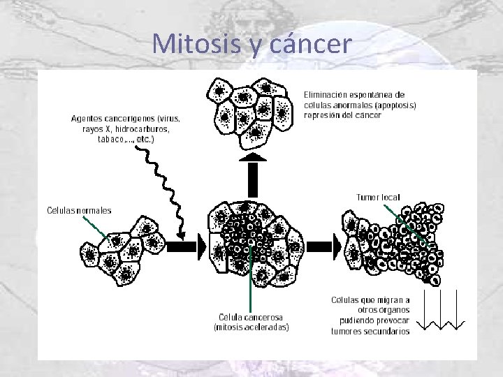 Mitosis y cáncer 