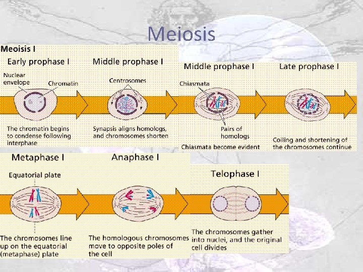 Meiosis 