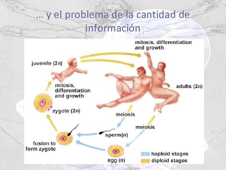… y el problema de la cantidad de información 