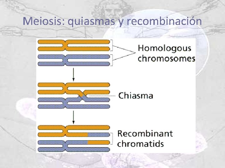 Meiosis: quiasmas y recombinación 