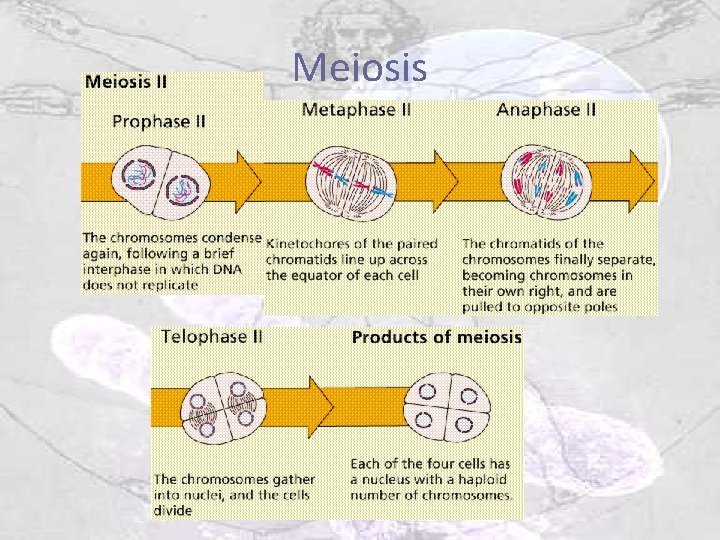 Meiosis 