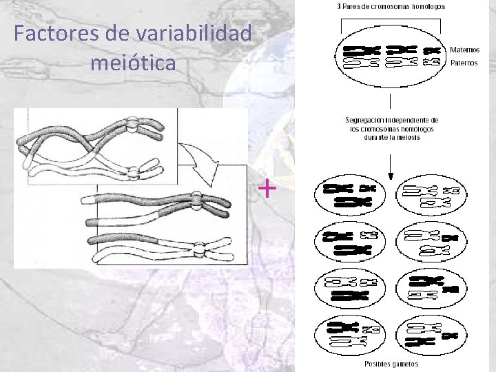 Factores de variabilidad meiótica + 