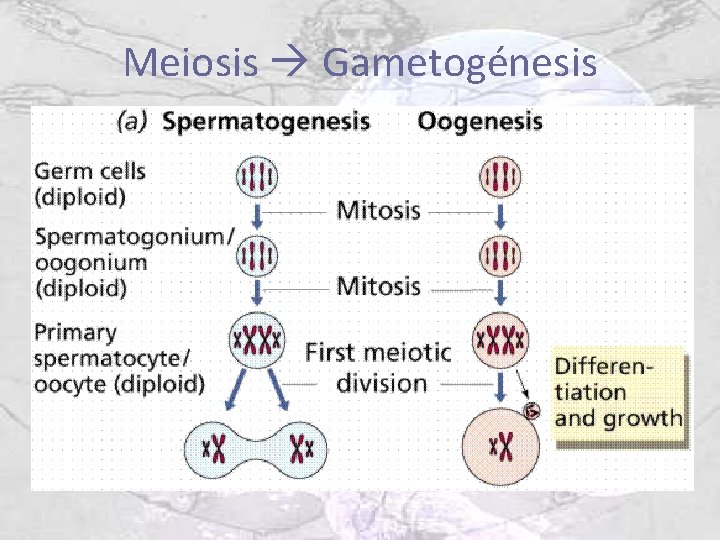 Meiosis Gametogénesis 