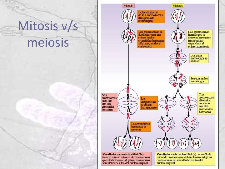 Mitosis v/s meiosis 