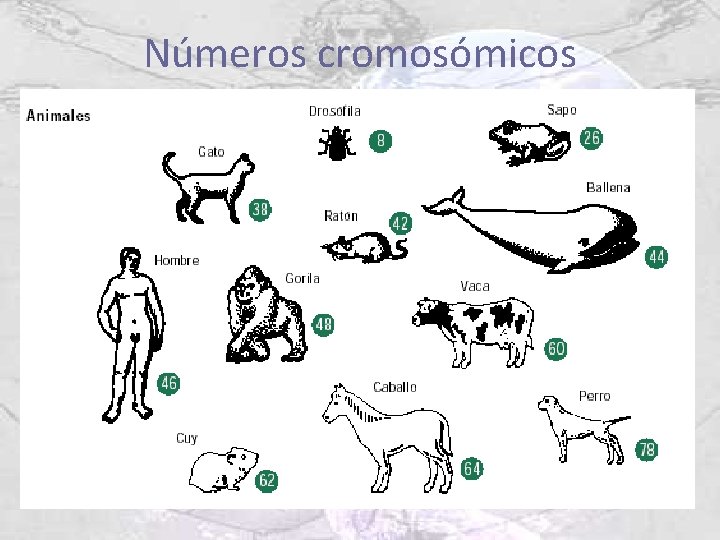 Números cromosómicos 