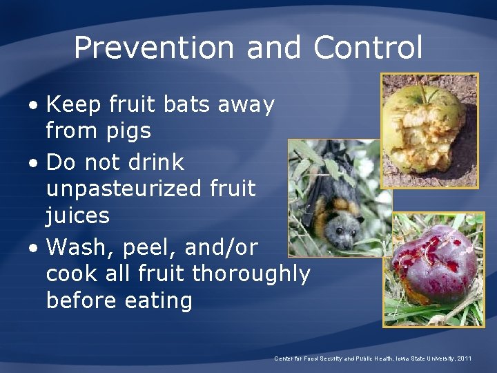 Prevention and Control • Keep fruit bats away from pigs • Do not drink