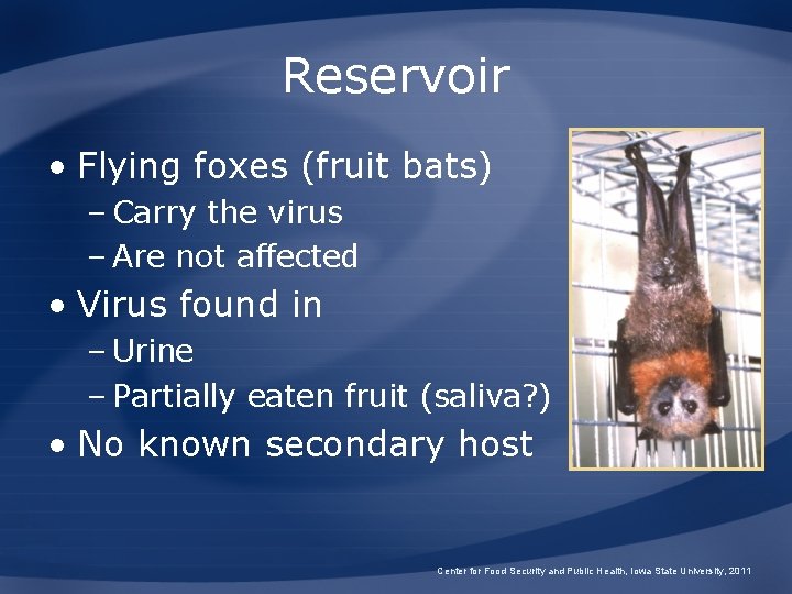 Reservoir • Flying foxes (fruit bats) – Carry the virus – Are not affected