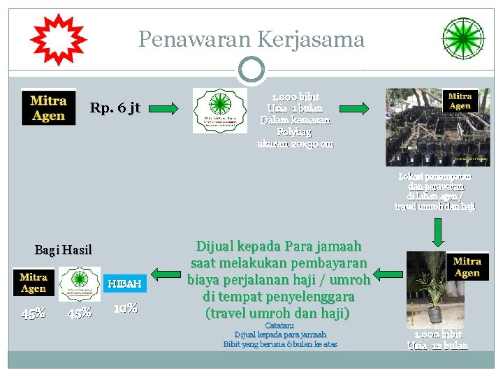 Penawaran Kerjasama Rp. 6 jt 1. 000 bibit Usia 1 bulan Dalam kemasan Polybag