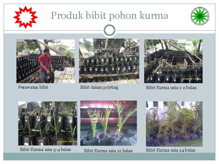 Produk bibit pohon kurma Perawatan bibit Bibit Kurma usia 3 -4 bulan Bibit dalam