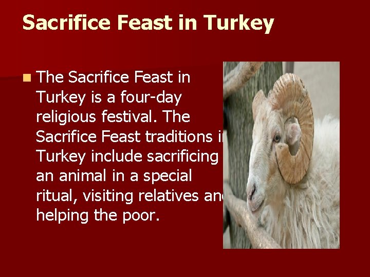 Sacrifice Feast in Turkey n The Sacrifice Feast in Turkey is a four-day religious