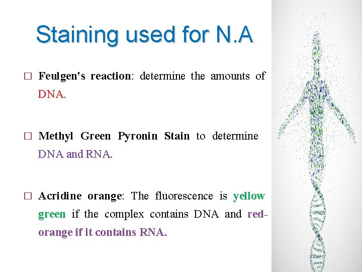 Staining used for N. A � Feulgen's reaction: determine the amounts of DNA. �