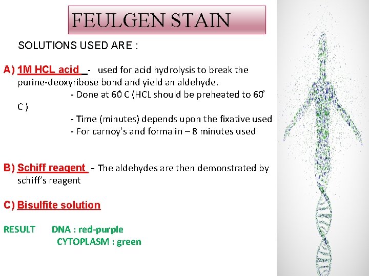 FEULGEN STAIN SOLUTIONS USED ARE : A) 1 M HCL acid - used for