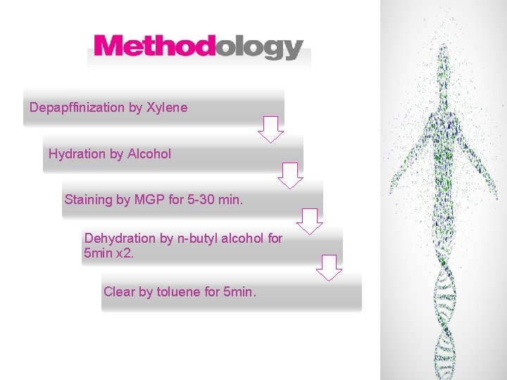 Depapffinization by Xylene Hydration by Alcohol Staining by MGP for 5 -30 min. Dehydration