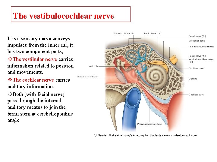 The vestibulocochlear nerve It is a sensory nerve conveys impulses from the inner ear,