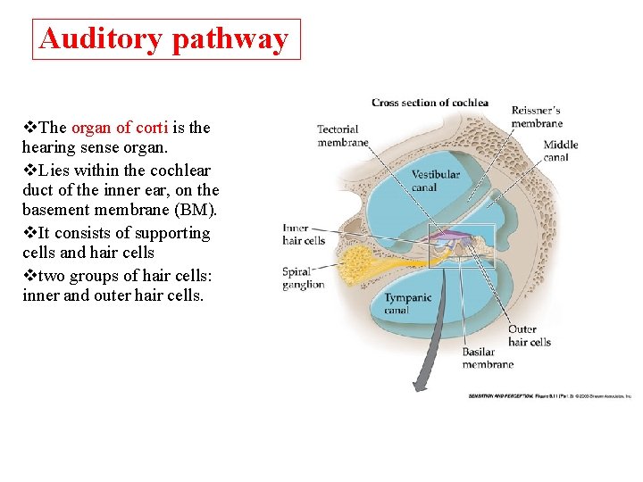 Auditory pathway v. The organ of corti is the hearing sense organ. v. Lies