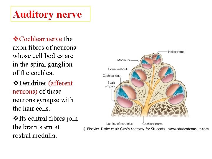 Auditory nerve v. Cochlear nerve the axon fibres of neurons whose cell bodies are