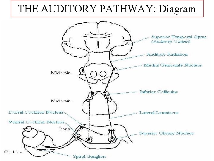 THE AUDITORY PATHWAY: Diagram 