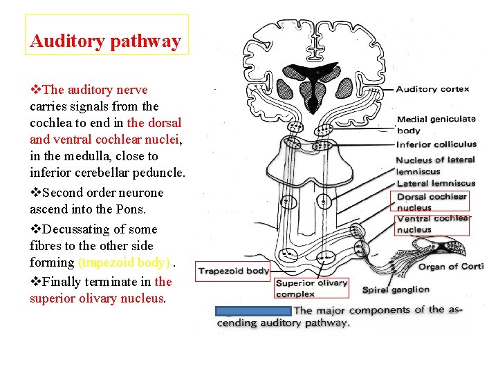 Auditory pathway v. The auditory nerve carries signals from the cochlea to end in