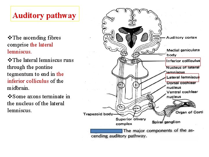 Auditory pathway v. The ascending fibres comprise the lateral lemniscus. v. The lateral lemniscus