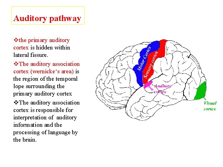 Auditory pathway vthe primary auditory cortex is hidden within lateral fissure. v. The auditory