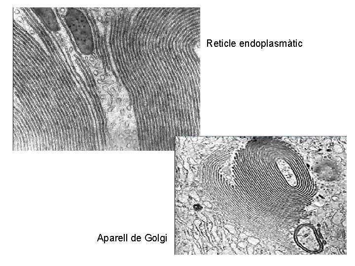 Reticle endoplasmàtic Aparell de Golgi 