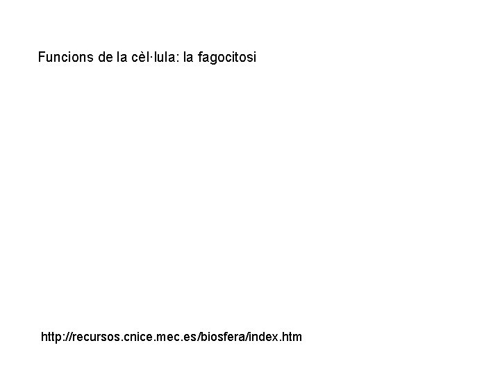 Funcions de la cèl·lula: la fagocitosi http: //recursos. cnice. mec. es/biosfera/index. htm 