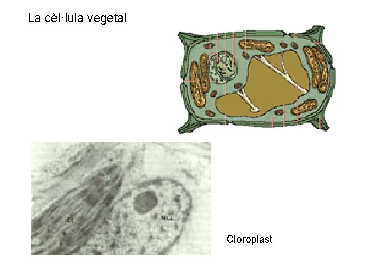La cèl·lula vegetal Cloroplast 