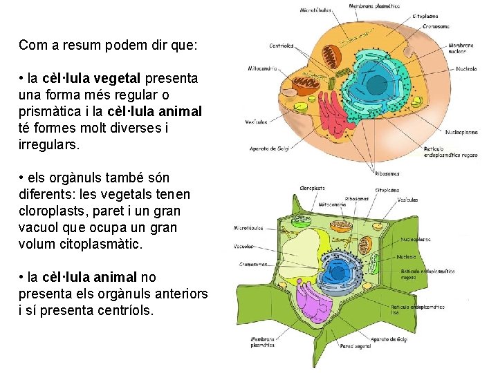 Com a resum podem dir que: • la cèl·lula vegetal presenta una forma més