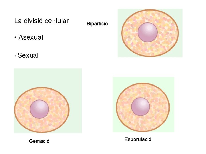 La divisió cel·lular Bipartició • Asexual • Sexual Gemació Esporulació 