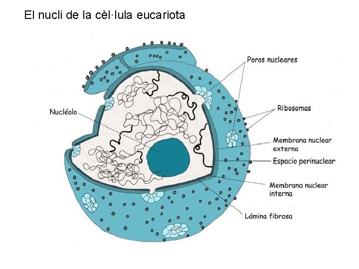 El nucli de la cèl·lula eucariota 