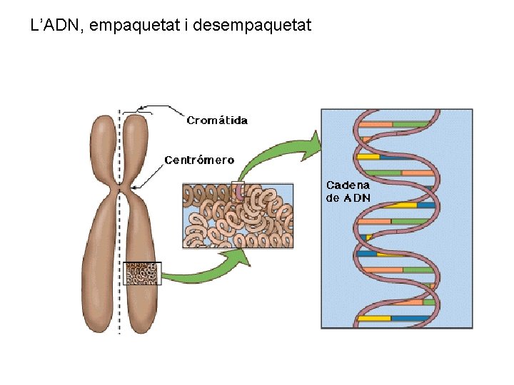 L’ADN, empaquetat i desempaquetat 