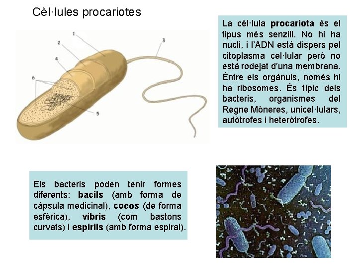 Cèl·lules procariotes Els bacteris poden tenir formes diferents: bacils (amb forma de càpsula medicinal),