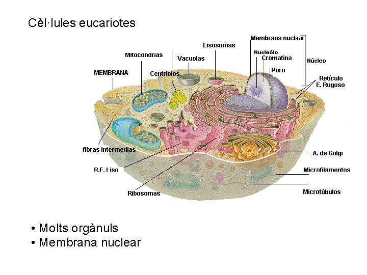 Cèl·lules eucariotes • Molts orgànuls • Membrana nuclear 